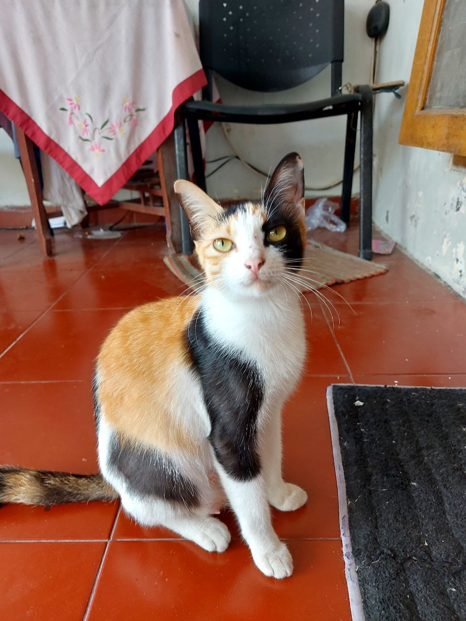 Kucing Meng