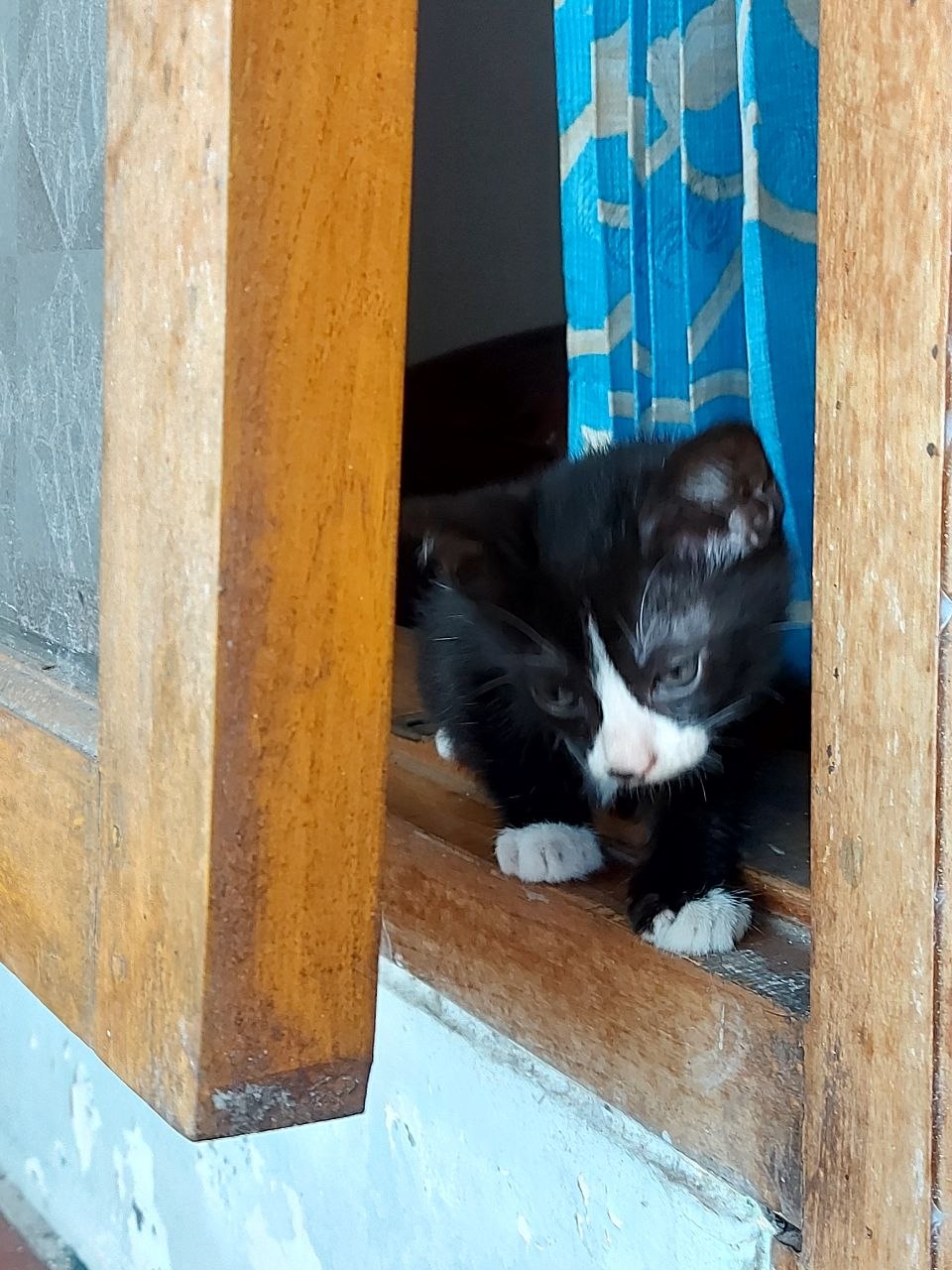 Kucing Mungil Tuxedo