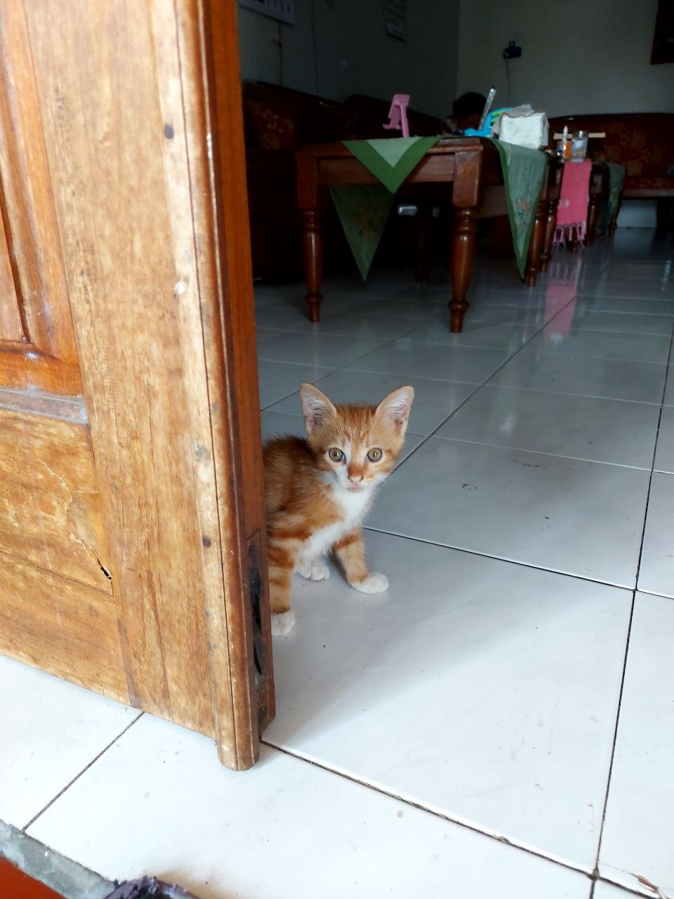 Kucing Mungil Oyen