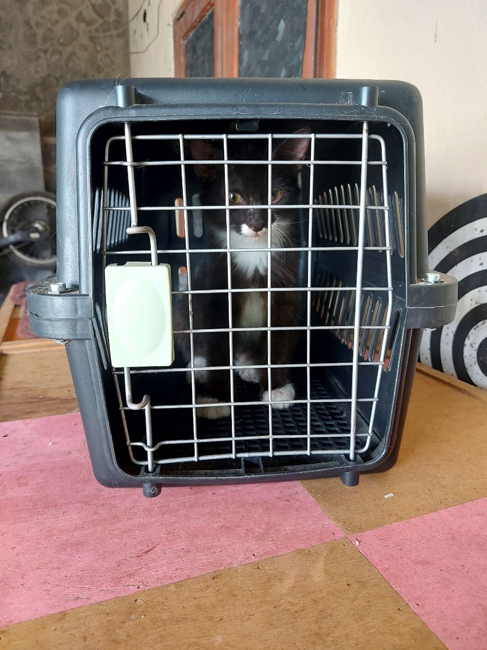 Kucing Ireng