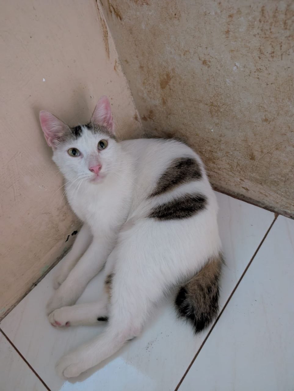 Happy Tails Culuun